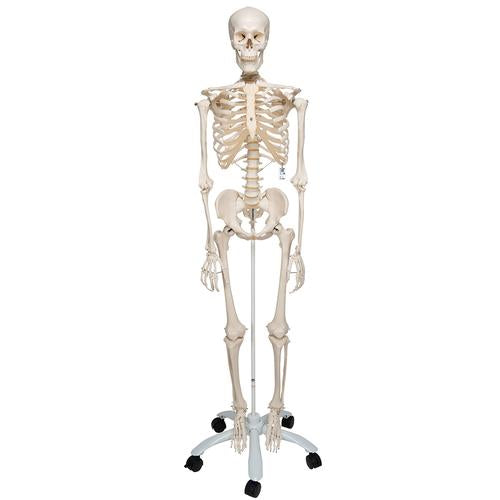 3B Stan The Standard Skeleton W/ Pelvic Mounted Roller Stand