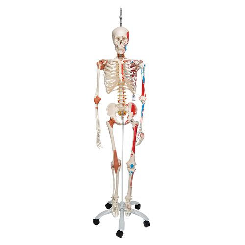 3B Sam The Super Skeleton W/ Hanging Roller Stand