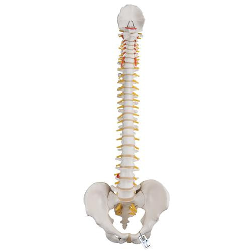3B Classic Flexible Spine Male
