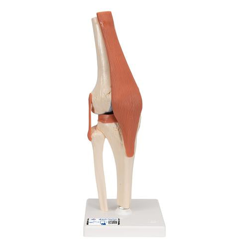 3B Deluxe Functional Knee Joint