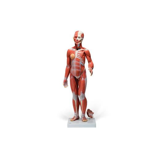 3B Complete Dual Muscle Figure W/Internal Organs 1/2 Life-Siz