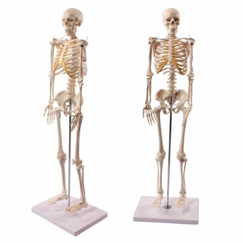 Anatomical Human Skeleton Model, 1/2 Life Size