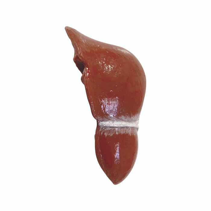 Anatomy Lab Wearable Thoracoabdominal Surgical Operation Suit