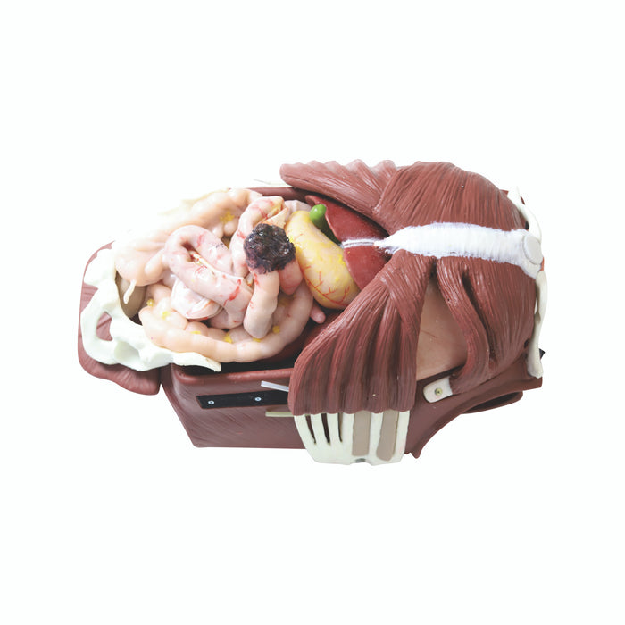 Anatomy Lab Wearable Thoracoabdominal Surgical Operation Suit