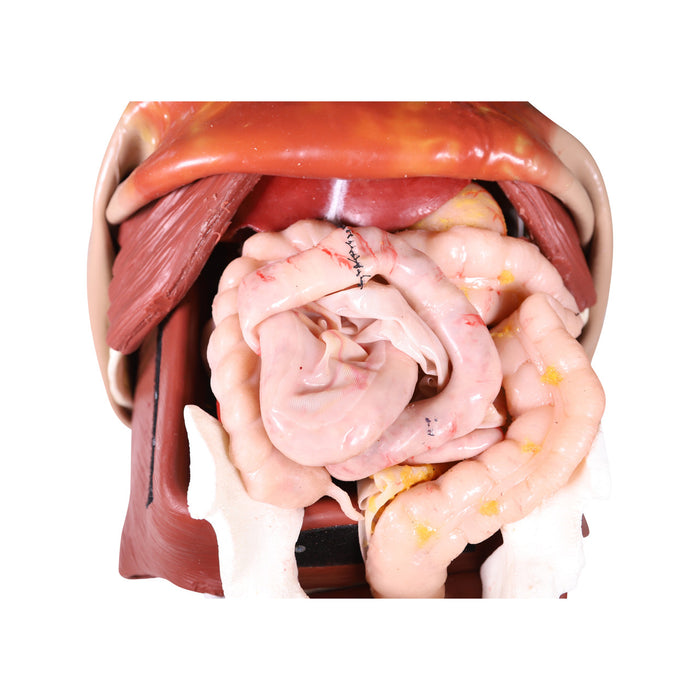 Anatomy Lab Wearable Thoracoabdominal Surgical Operation Suit