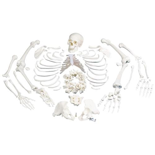 3B Disarticulated Human Skeleton Complete Disarticulated