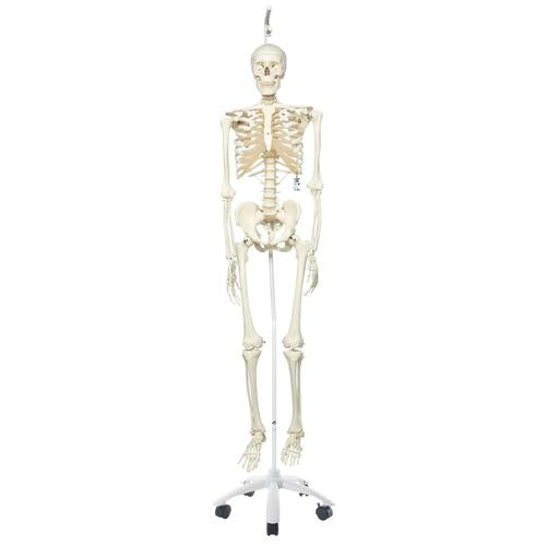 3B Stan The Standard Skeleton W/ Hanging Roller Stand
