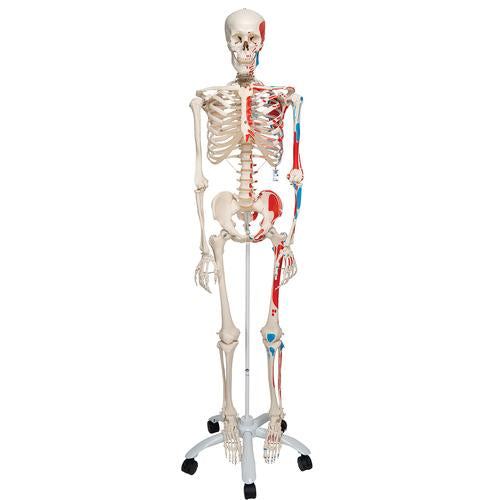 3B Max The Muscle Skeleton W/ Pelvic Mounted Roller Stand