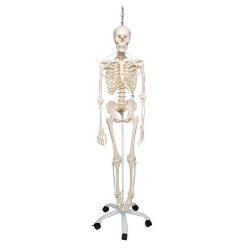 3B Physiological Skeleton Functional Skeleton/Flexible