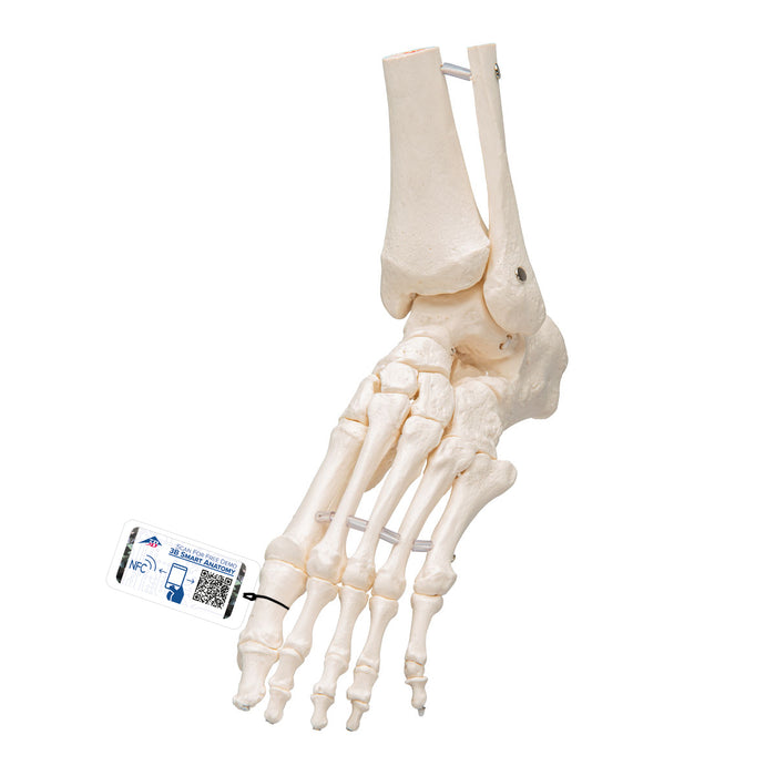 3B Foot & Ankle Skeleton, Elastic Mounted - 3B Smart Anatomy