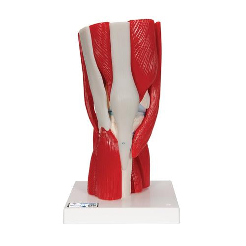 3B Knee Joint W/ Removable Muscles