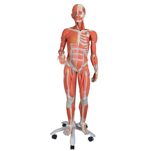 3B Female Muscle Figure 3/4 Life-Size 23-Part