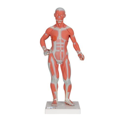 3B Muscular Figure 1/3 Life-Size 2-Part