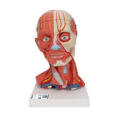 3B Head And Neck Musculature 3/4 Full-Size 5-Part