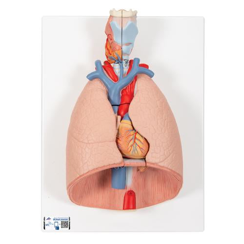 3B Lung Model W/ Larynx 7 Part