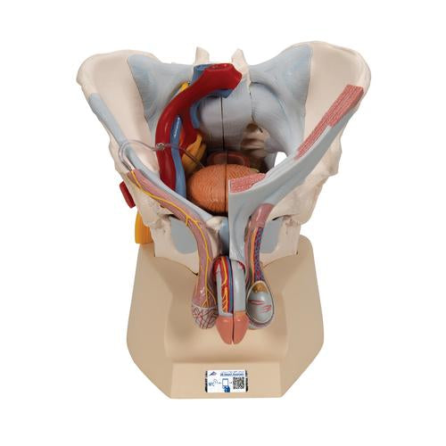 3B Male Pelvis With Ligaments, Nerves And Organs, 7 Part
