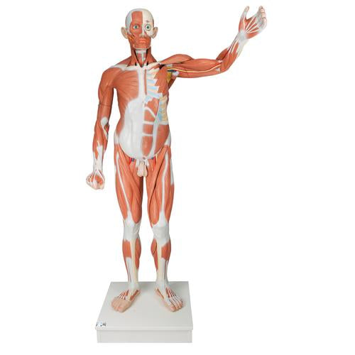 3B Male Muscular Anatomy Model Life-Size 37-Part