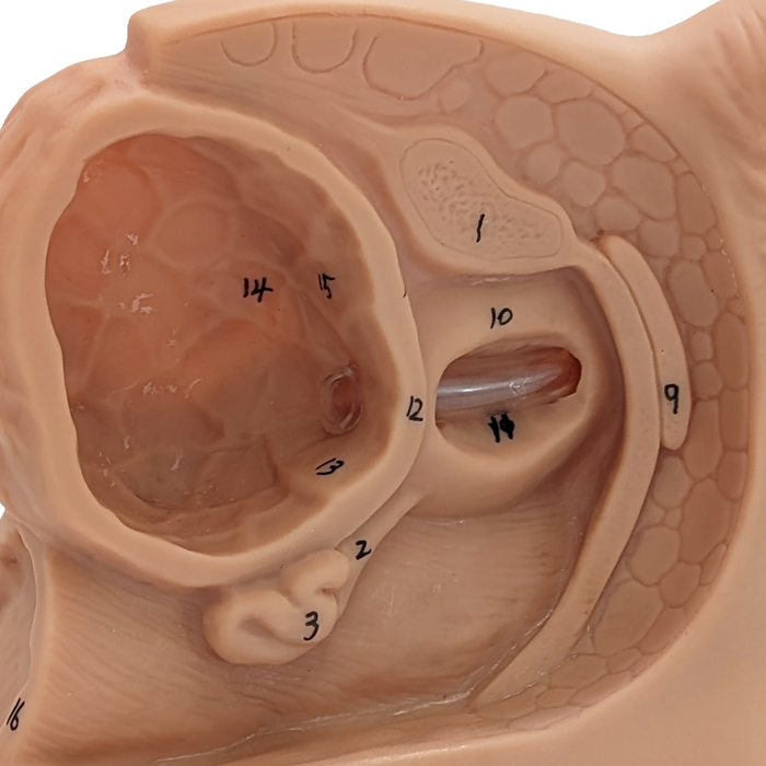 Anatomy Lab Male Internal & External Genital Organ Model