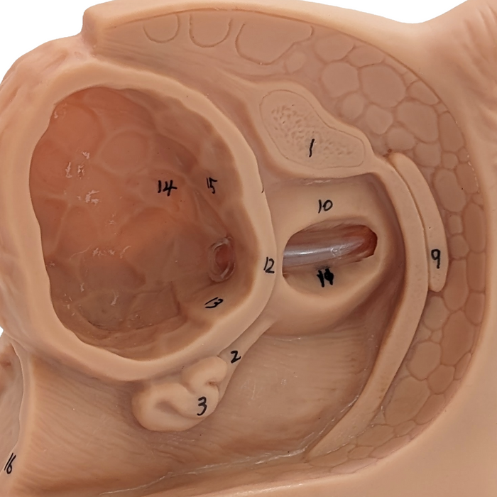 A beige anatomical model displays a cross-section of the female pelvis, numbered 1-16, showcasing internal structures.