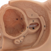 A beige anatomical model displays a cross-section of the female pelvis, numbered 1-16, showcasing internal structures.