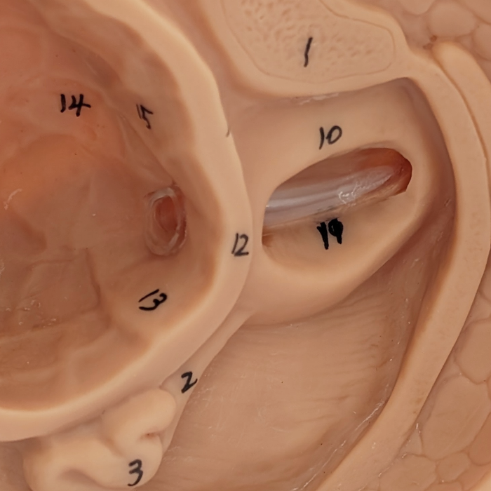A beige anatomical model displays numbered structures; a white tube is situated within a cavity labeled "10" and "19".