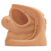 A beige anatomical model of a female pelvis sits on a plain background. The model is shown from a three-quarter perspective.