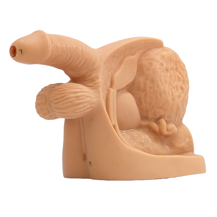 A beige anatomical model of a male reproductive system sits on a plain background. The model shows the penis, scrotum, and seminal vesicles.