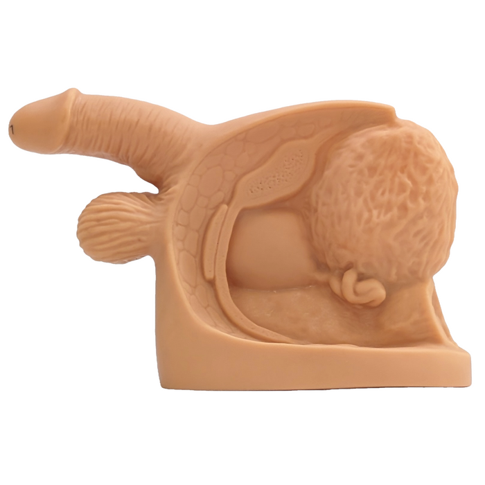 A beige anatomical model of male genitalia sits on a plain background. The model depicts the penis and scrotum in relation to the perineum.