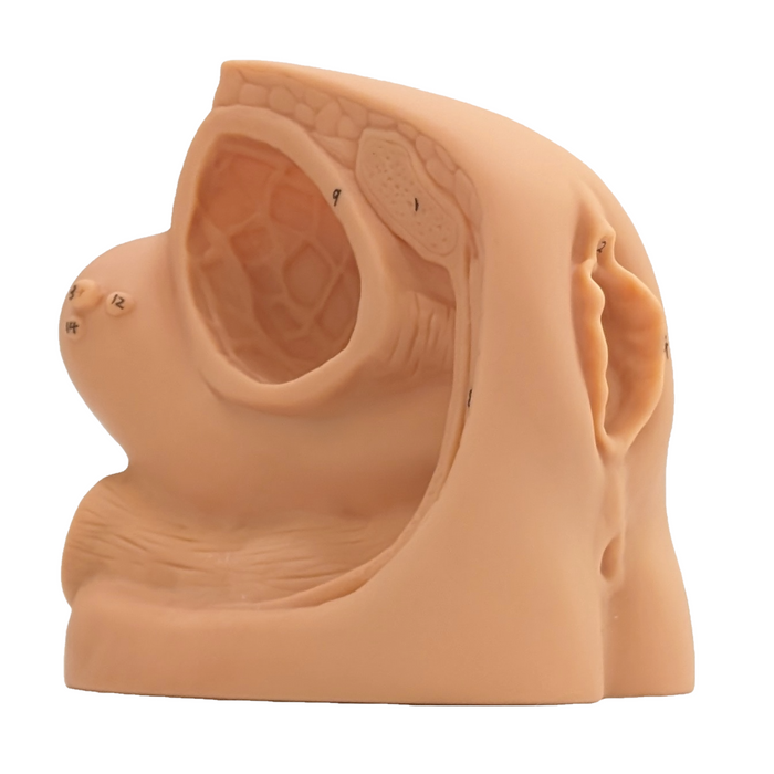 A female anatomical model sits on a white background. Numbers are subtly inscribed on the model itself.