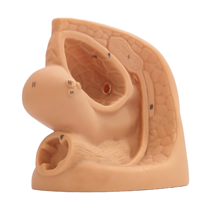 A female pelvic anatomical model sits on a white background. Numbers 1, 5, 8, 9, 10, 11, 13, and 14 are marked on the model.