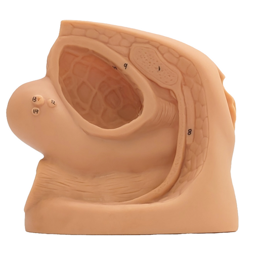 A female pelvic model displays internal anatomy; numbers label structures; it sits on a white background. 8, 9, 11, 12, 14 are visible.