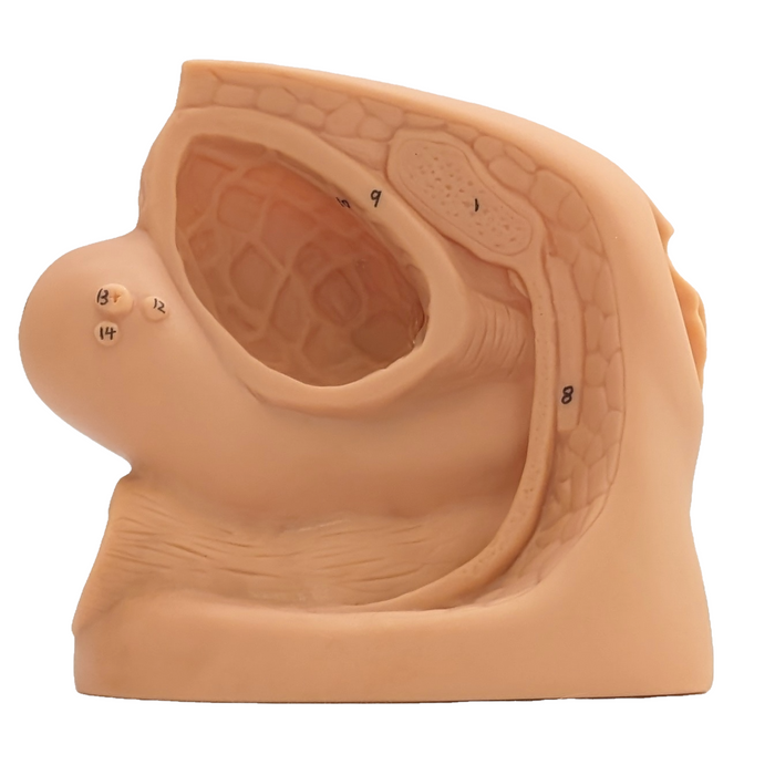 A female pelvic model displays internal anatomy; numbers label structures; it sits on a white background. 8, 9, 11, 12, 14 are visible.
