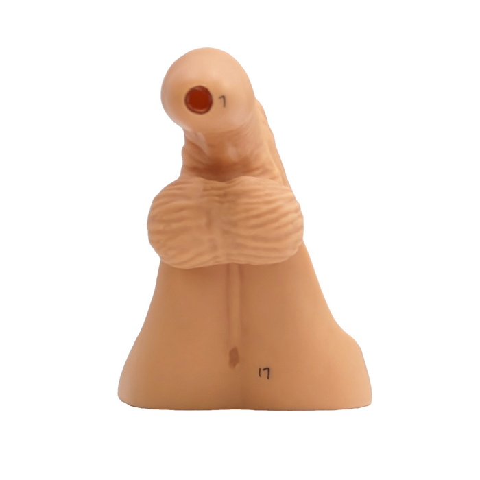 A flesh-toned anatomical model of male genitalia sits on a white background; numbers "1" and "17" are marked on the model.