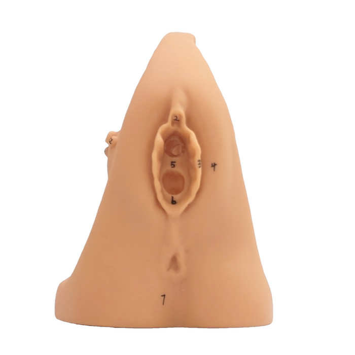 A flesh-toned anatomical model of the female genitalia displays numbered structures; it sits on a white background. The numbers 2, 3, 4, 5, 6, and 7 are visible.