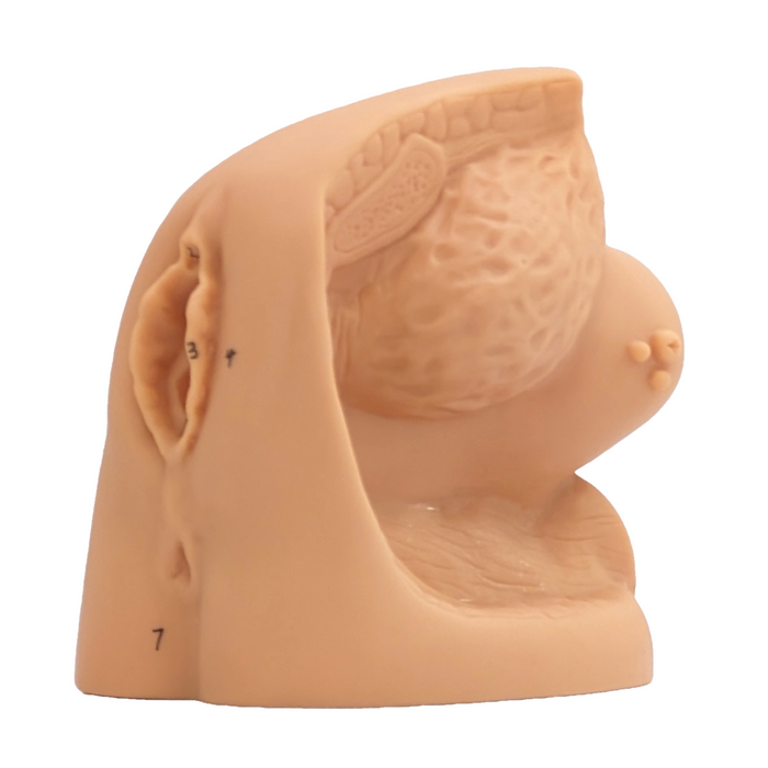 A light-brown anatomical model sits on a plain white background.