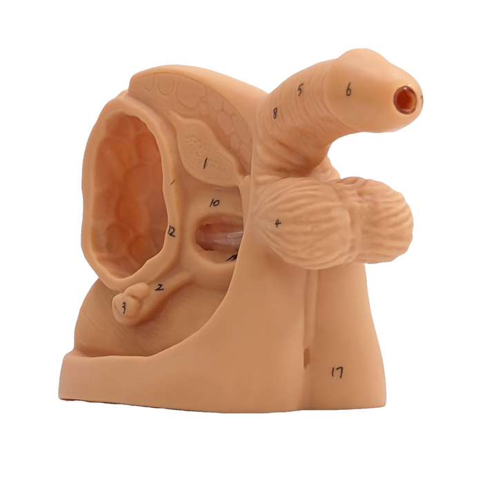 A light brown anatomical model of a male reproductive system, labeled with numerals 1-6, 8, 10, 12, and 17, sits in an empty white space.