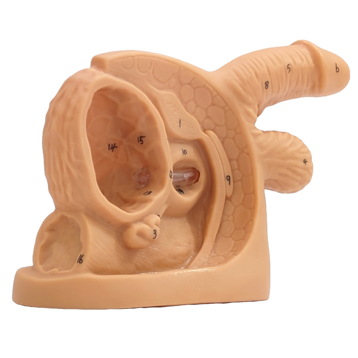 A light brown anatomical model of the male reproductive system sits on a white background. The model is partially dissected to show internal structures.