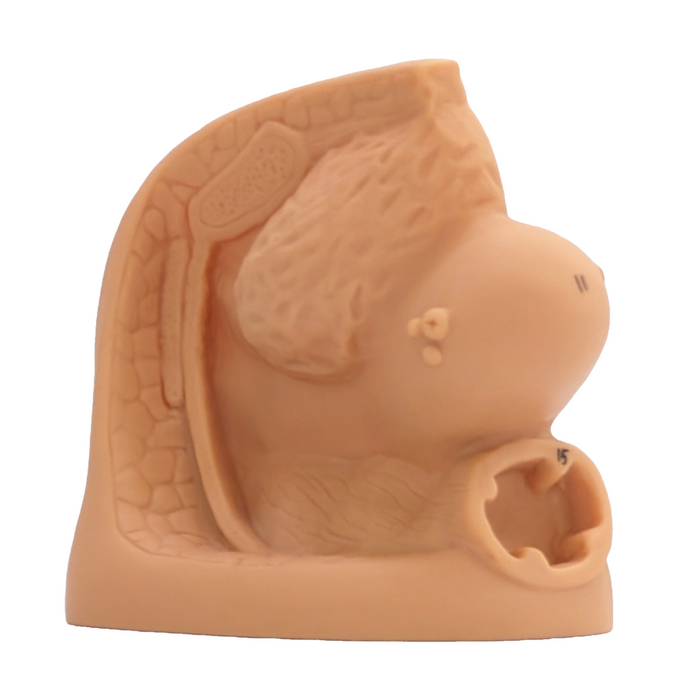 A light brown anatomical model rests on a white background. 