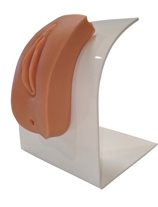 A vulva model is displayed on a white acrylic stand.