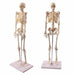 Two anatomical skeletons stand on individual bases against a white background. They are displayed upright, for study or demonstration.