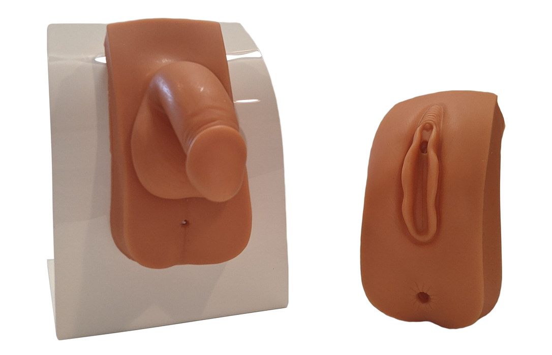 Two anatomical models, a penis and a vulva, are displayed on separate stands against a white background.