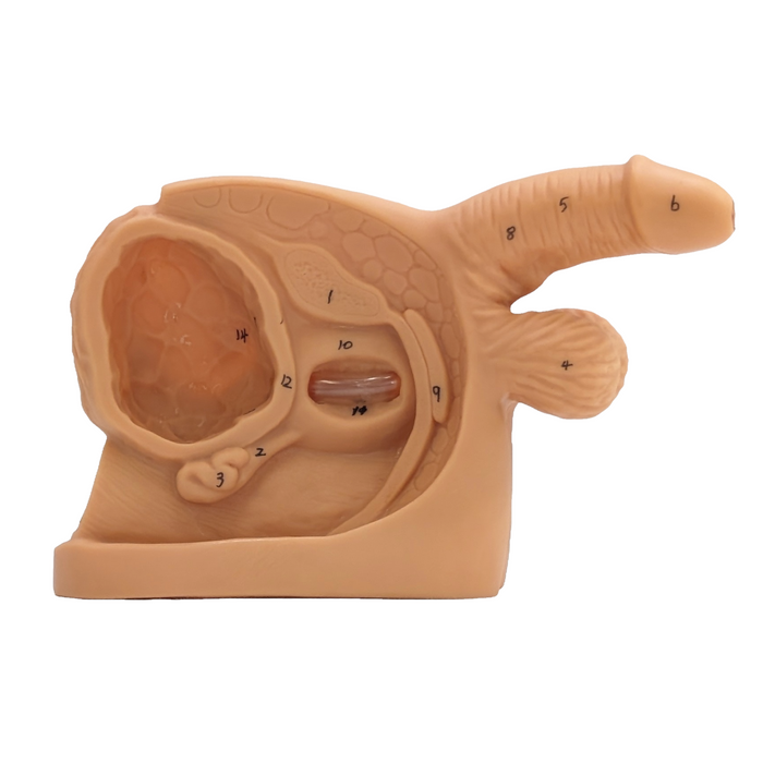 A beige anatomical model displays the male reproductive system, numbered for identification, on a plain white background.