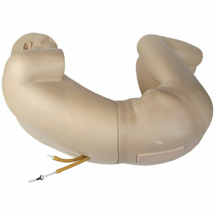 Anatomy Lab Adult Lumbar Puncture Simulator