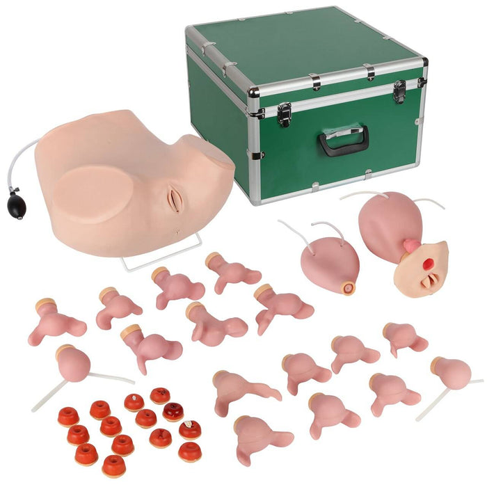 Anatomy Lab Advanced Gynecological Examination Simulator