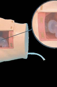 Anatomy Lab Enema and Assisted Defecation Training Model — Pristine Medical