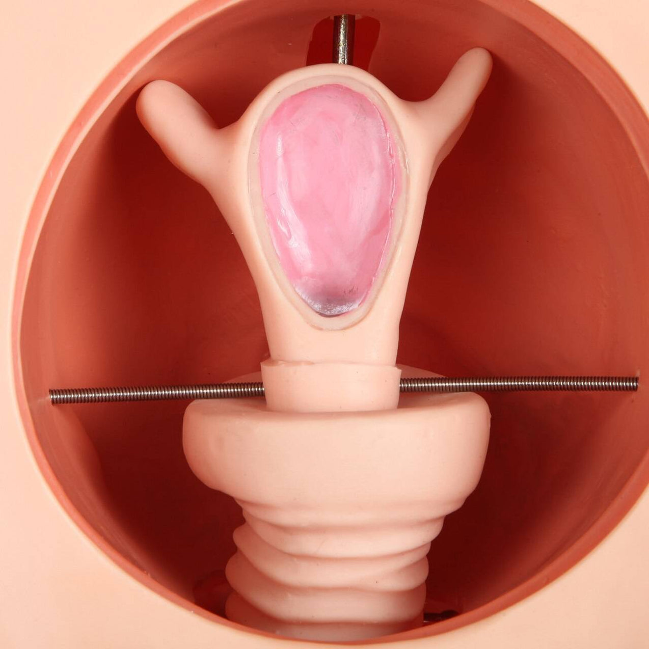 Female Contraception Model for Medical Training - Pristine Medical