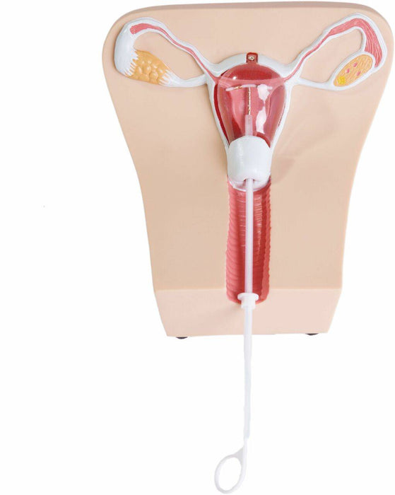Anatomy Lab IUD Insertion Model I