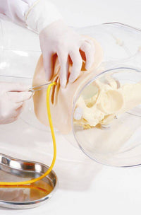 Catheterization Models Anatomy Lab Transparent Female Catheterization Model — Pristine Medical